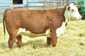 Polled Non-Certificate AI Sire BW: 73 lbs / ratio 84 WW: 532 lbs / ratio 99 YW: 972 lbs / ratio 100 Yr.