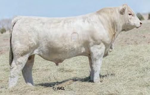 48 % Rank 8 15 15 10 4 1 2 1 6 Massive shape, incredible soundness and gentle attitude Lowers birth weight, advances growth and sires cattle you ll be proud of Astute commercial cowboys love what