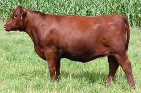 7SP33 JSF GAUGE 137W No. 12 Trait Leader for CED, your heifers need this safe option Got Quality Grade? No. 1 bull in the history of the Shorthorn breed for Marbling!