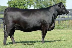 ability to transmit body mass, base width and visual muscle A proven calving ease sire that adds dimension every time Cowmaker deluxe, his daughters are easy keeping with perfect udders and raise
