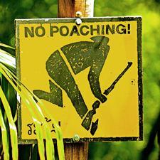 2 What is Poaching? Poaching is the illegal taking of wild plants or animals contrary to local and international conservation and wildlife management laws.