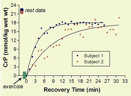 Muscle CrP recovery reveals a dual exponential curve having a fast and slow