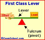 1st Class Lever Fulcrum is