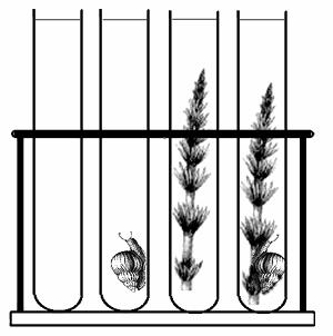 Interdependence of Plants and Animals 9. Fill each tube with pond water. 10. Place one snail each in test tubes 2, 4, 6, and 8. 11. Place one sprig of elodea in test tubes 3, 4, 7, and 8.