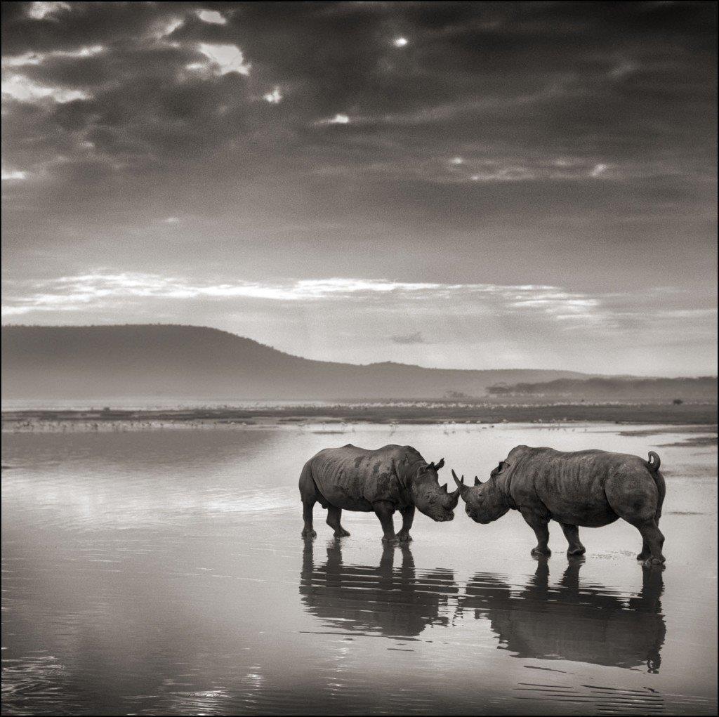 In 2015, 1,338 rhinoceros were