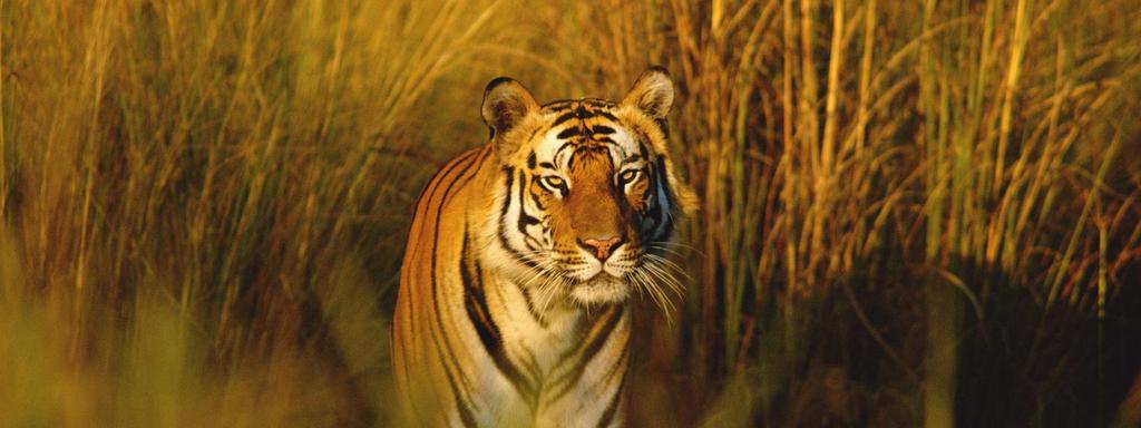- 3200 tigers live in the wild - 5,000 tigers live
