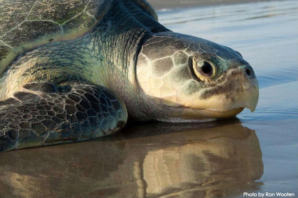 Sea Turtles All seven species are appendix 1 on CITES For more than 100 million years marine turtles have covered vast distances across the