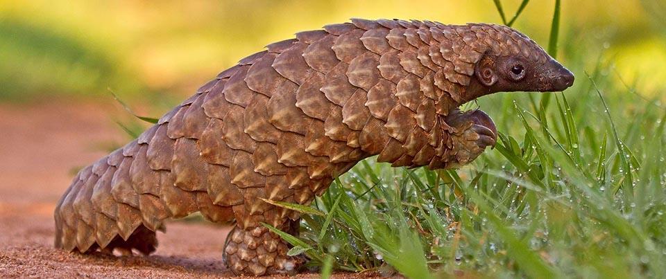 Pangolin Most trafficked animal in the world for its meat, skin,