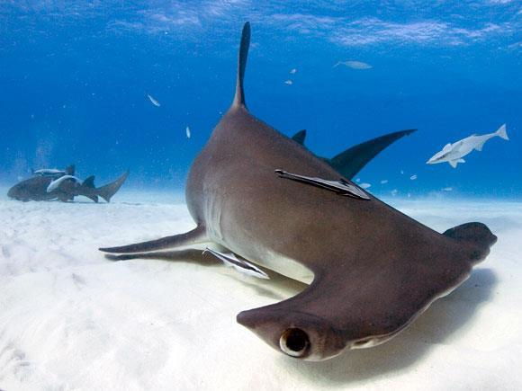 One quarter of shark and ray species are threatened with extinction.