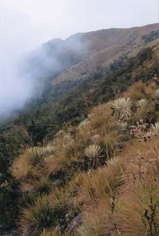 The study site is situated about 20 km NE of Mérida in the zone of Páramo vegetation at an elevation of 3300 m on a side moraine of a former glacier.