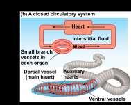 circulatory systems Blood bathes the organs directly General body fluid is called hemolymph Insects, other arthropods, and