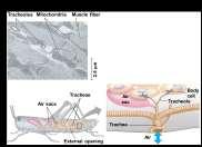 their tracheal system to meet O2 demands Lungs Gas exchange takes place in alveoli, air
