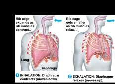 air into the lungs Lung volume increases as the rib muscles and diaphragm contract Respiratory