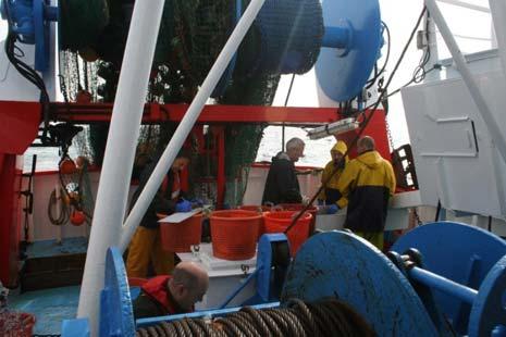 investigate the use of catch quotas to reduce discards of cod in the North Sea.