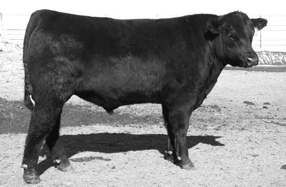 6 +54 I+100 +23 I+.35 I+.14 I+.037 +36.68 +20.38 +43.18 A growthy Power Up with that added length of body that adds payweight! Check out the EPD figures on this guy. Recommended for heifers.