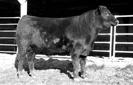 ............. Triple E Special Addition WK Lady Supreme 6500 WK Miss Montana 1159 Aber Tees Supreme 4197.
