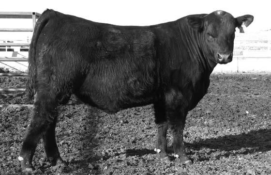 0 +61 I+103 +20 I+.49 I-.07 I+.007 +38.01 +26.03 +48.31 A real guts and butt bull here he has a thick top and wide hip. Bred for growth on both the sire and dam side of pedigree. 740 1246 3.96 13.