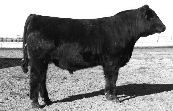 041 +40.25 +26.07 +52.04 A heavy structured bull with excellent bone and feet. Power Up sired a even, uniform, and quality set of calves...we really like em! This bull ratioed 111 at weaning!
