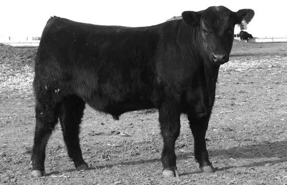 ........... BC Rocket 44 Hyline Right Time 338....... WK Queen Lass 4030 +4.0 +49 I+96 +23 I+.02 I+.09 I-.014 +35.59 +9.82 +40.33 A bigger more upstanding bull that has exceptional bone and feet.