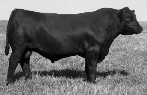 .............. WK Black Katherine 6431 +3.2 +41 I+79 +23 I+.22 I+.02 I-.019 +21.82 +23.52 +25.34 A medium sized bull that has a lot of power in him.
