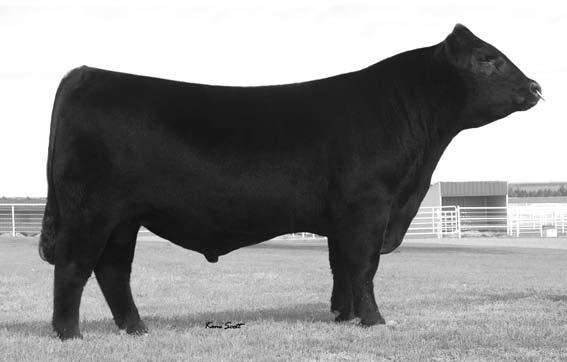 Sig 2_1-8,49-56_BW:Layout 1 2/14/10 7:07 PM Page 4 REF 15469774 Tattoo: 618 Calved: 01/18/2006 Rito 6I6 of 4B20 67....... D H D Traveler 67 Rito 1I2 of 2536 6I6 Rita 4B20 of 0FB1 Bando G A R Precision 2536.