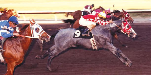 Chicks Beduino The flashy gray flashes on. By Richard Chamberlain Chicks Beduino wins the Bay Meadows Futurity. Mmy dad always told me that time would pass in a flash.