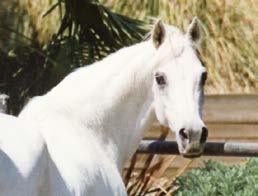 Lenita Perroy most values the lly Elzunya Meia Lua 2014 (by El Jahez WH), owned by Al Shahania Stud, 2015 US National Reserve Yearling Mare from Tulsa and the silver champion in the junior mares
