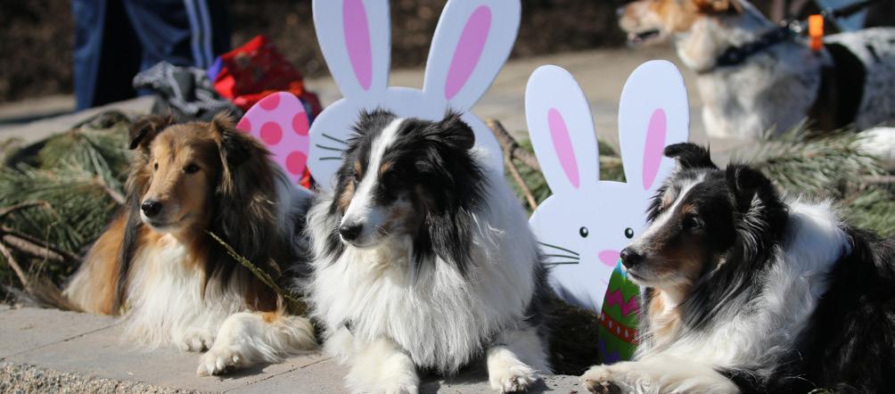 Canine Events Hound Egg Hunt March 26, 2016 10:00 11:30am Canine Carnival August 4, 2016 6:30 8:00pm Dog owners and their dogs will enjoy an egg hunt, souvenir photo with the bunny, and more.