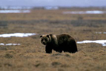 1 COSEWIC Assessment and Status Report for Grizzly Bear Western population (Ursus arctos) in Canada SUMMARY The COSEWIC Assessment and Status Report for grizzly bears assess the status of Western and
