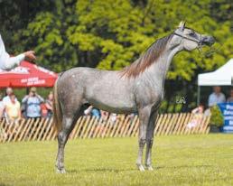 Empire, sire of the year old Ebira (out of Ebra by Alert), who with a score of 92,33 won the C series of the yearling llies class and became bronze champion in this age