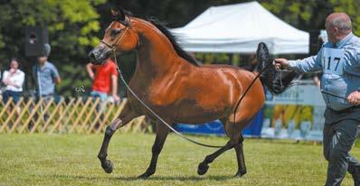 daughter of Emandoria, the chestnut Emanolla (94 pts, including 2x20, the second highest score of the show), and a Top Five title for the son of Wilda, Woronin (both horses