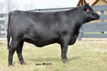 ALL IN 6407 Tex Playbook 5437 / A maternal brother to this popular young sire sells as Lot 41.