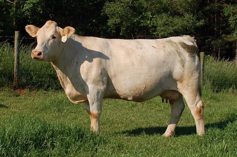 Charolais Origin-The Charolaise originated in west-central to southeastern France.