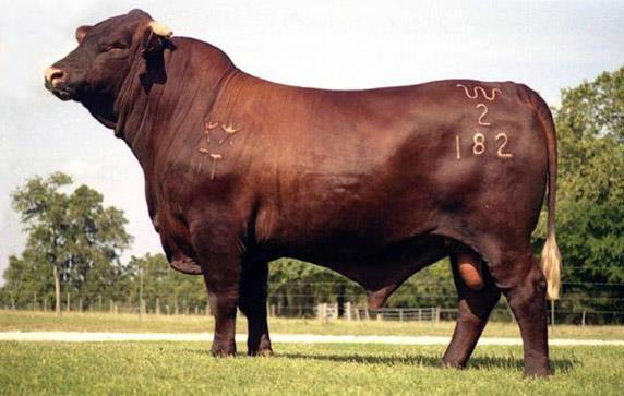 Santa Gertrudis Origin- The Santa Gertrudis breed of cattle, named for the Spanish land grant