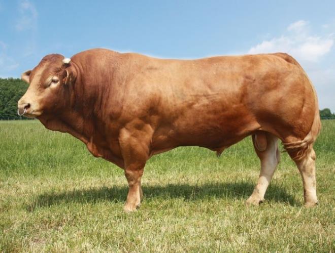 Limousin Origin- These golden-red cattle are native to the south central part of France in the regions of Limousin and Marche.