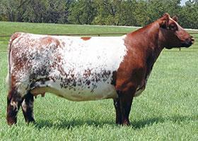 Shorthorn Origin-The Shorthorn breed originated on the Northeastern coast of England in the counties of Northumberland, Durham, York and Lincoln.
