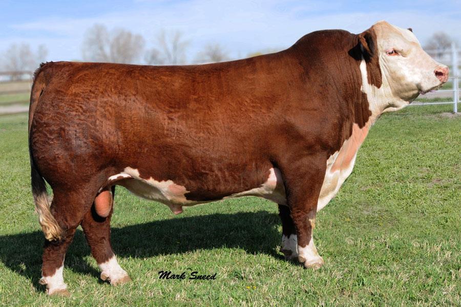 Hereford Origin- farmers of Herefordshire, England, founded the breed Use- It is a testament to the hardiness of