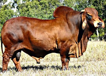 survival which cattle producers in the USA found useful and advantageous. - See more at.