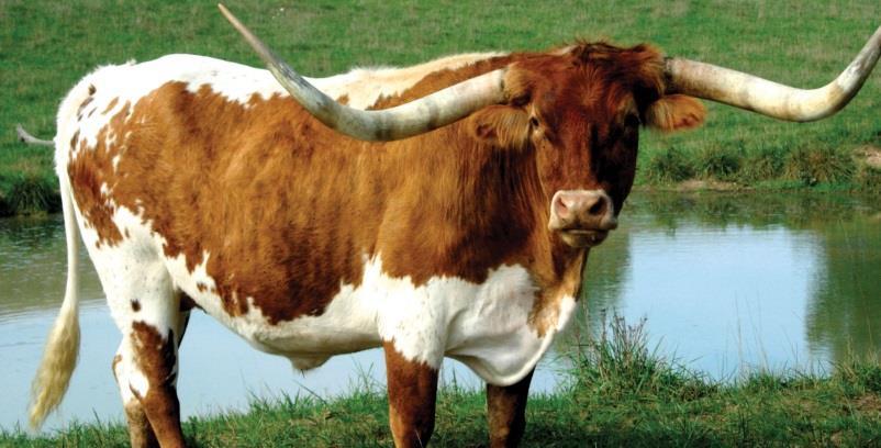 Texas longhorn states Origin- brought to Texas from southern and midwestern Use- Due to their innate gentle disposition and intelligence, Texas Longhorns are
