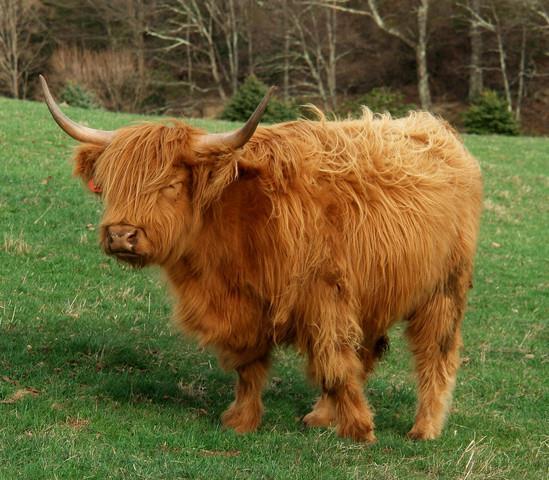 Scottish highland Origin-Although records on Highland cattle first brought to this country from Scotland are rather obscure, due to the fact that there was no registry for them, we know there were