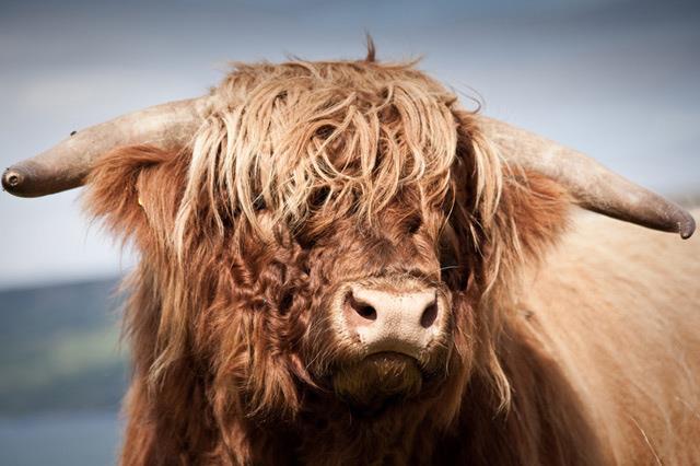 Use- recognized the natural qualities of the Highland animal and imported them to improve the blood lines of their herds.