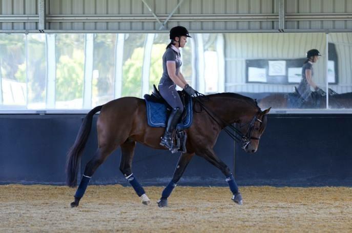 to create a good topline without the energy being able to flow through the entire horse s body from its poll, through the neck, the withers, through the swinging back muscles, along the loin, croup