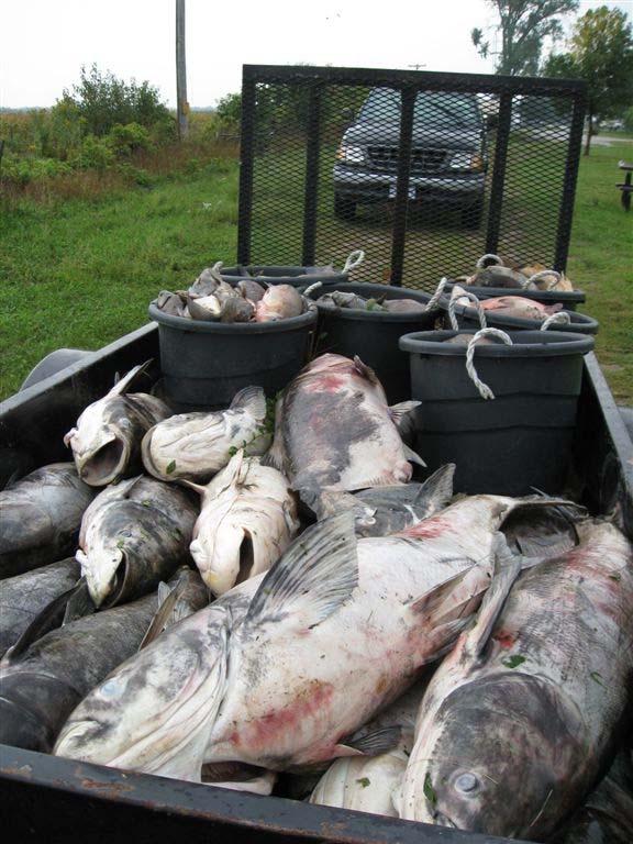 Fish kill summary Estimated 39,000 lb.