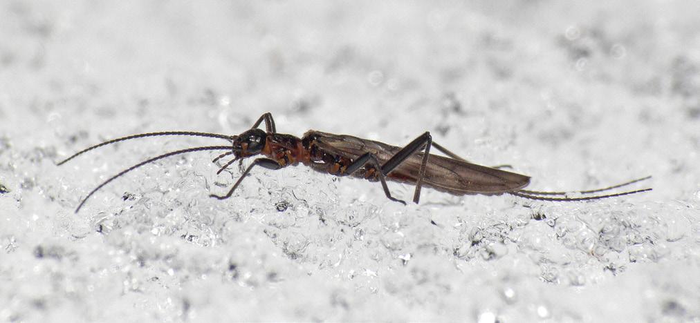 Stoneflies Order Plecoptera True Alaskans? Perhaps, while snowshoeing early in the spring in Alaska, you ve noticed an insect on the surface of the snow.