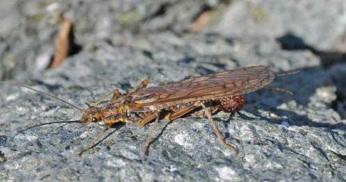 The insectivorous larvae feed on Chironomids, Black Flies, mayflies, and caddisflies. The adults are active fliers and can be found from spring to fall.