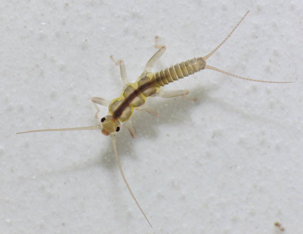 Willowfly larvae are sluggish stoneflies found in cold rivers and streams of all sizes, from the coastal rainforest to the Arctic tundra.
