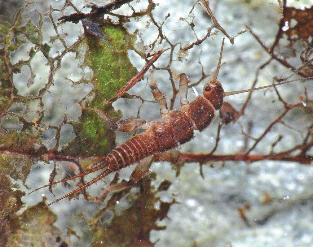 This nemourid stonefly larva is shredding a fallen leaf.