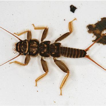 Young larvae typically feed on plant material, but as they get older they become voracious predators, consuming mayflies, caddisflies, Chironomids, Black Flies, and other stoneflies.