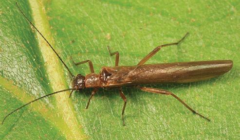 Needleflies/Rolledwinged Stoneflies Leuctridae Like Snowflies, Needleflies are small stoneflies with long, skinny bodies. Little is known about the larvae.