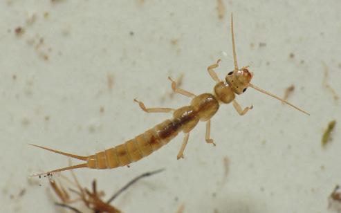 Sallflies are one of the most species-rich stonefly families in Alaska (23 species are known from the state).